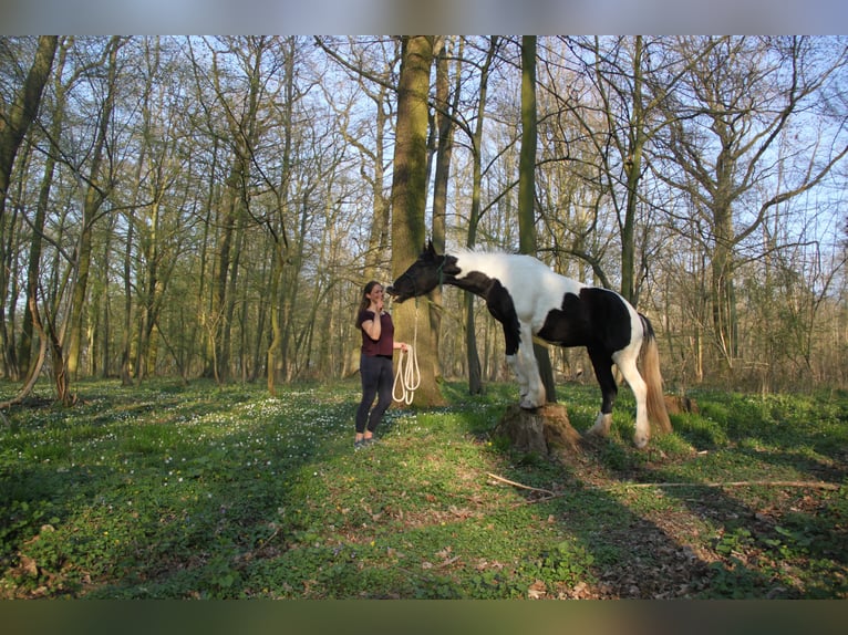 Tinker Mix Wallach 15 Jahre 160 cm Tobiano-alle-Farben in G&#xF6;ttingen