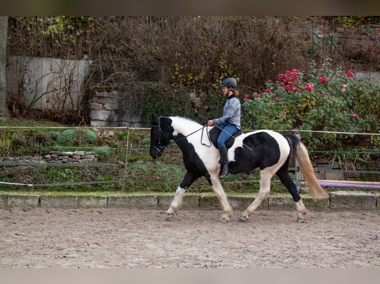 Tinker Mix Wallach 15 Jahre 160 cm Tobiano-alle-Farben in G&#xF6;ttingen