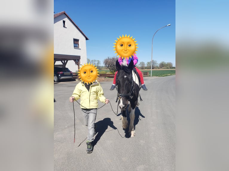 Tinker Mix Wallach 15 Jahre 160 cm Tobiano-alle-Farben in G&#xF6;ttingen
