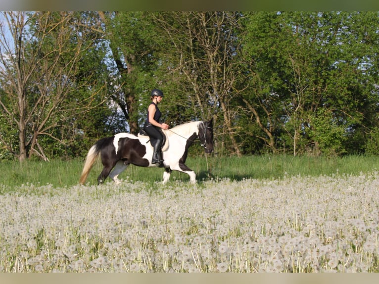 Tinker Mix Wallach 15 Jahre 160 cm Tobiano-alle-Farben in G&#xF6;ttingen