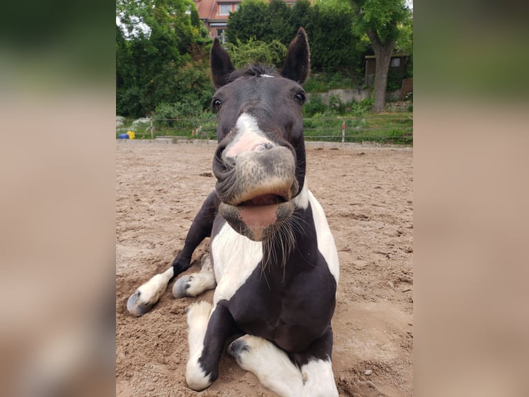 Tinker Mix Wallach 15 Jahre 160 cm Tobiano-alle-Farben in G&#xF6;ttingen