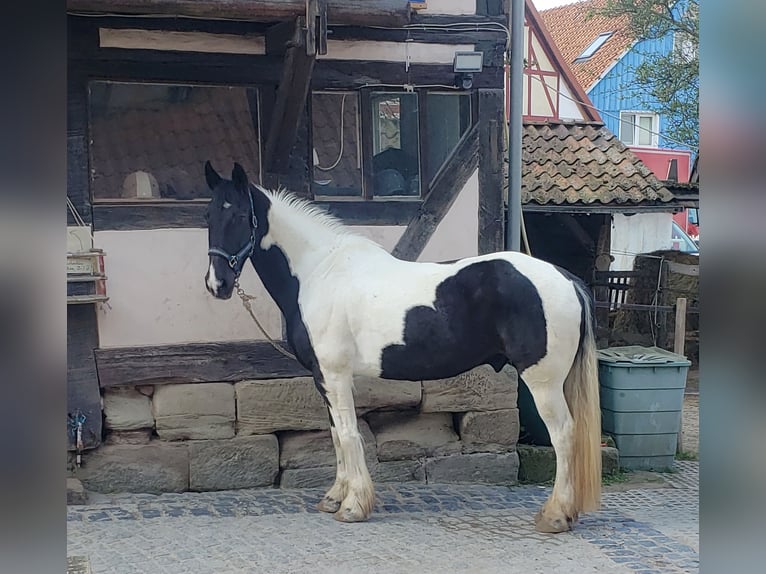 Tinker Mix Wallach 15 Jahre 160 cm Tobiano-alle-Farben in G&#xF6;ttingen
