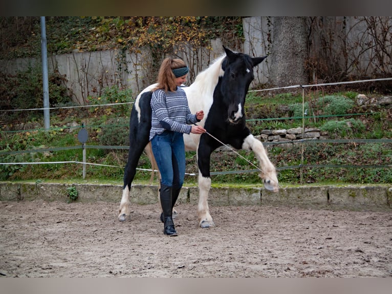 Tinker Mix Wallach 15 Jahre 160 cm Tobiano-alle-Farben in G&#xF6;ttingen