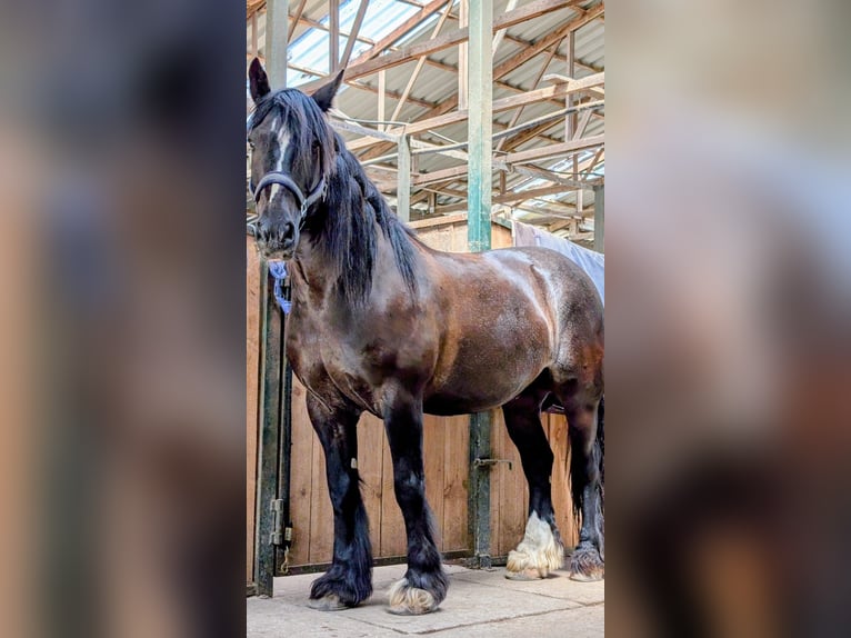 Tinker Mix Wallach 15 Jahre 161 cm Dunkelbrauner in Stahnsdorf