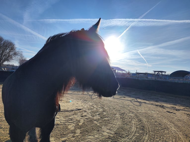 Tinker Mix Wallach 15 Jahre 161 cm Dunkelbrauner in Stahnsdorf