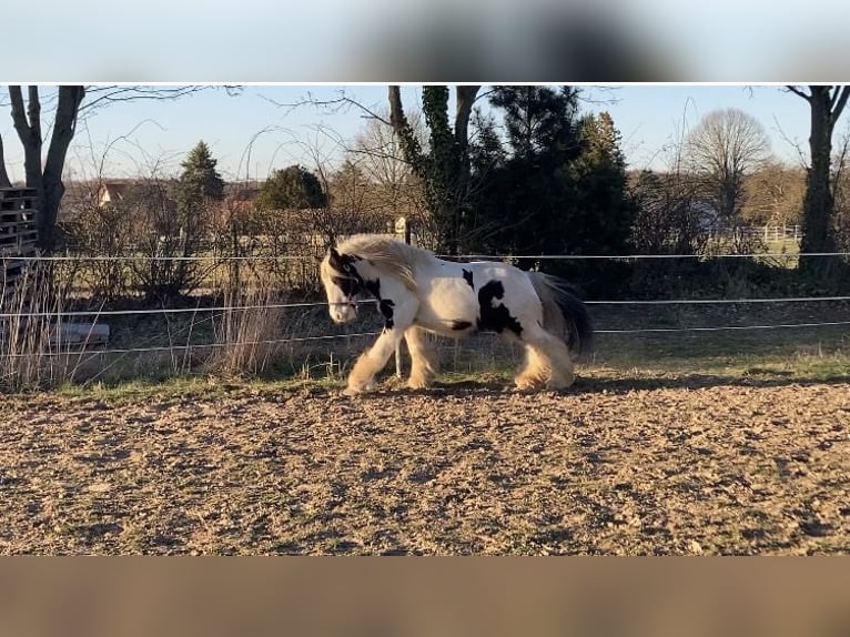 Tinker Wallach 16 Jahre 138 cm Schecke in Ober-Ramstadt
