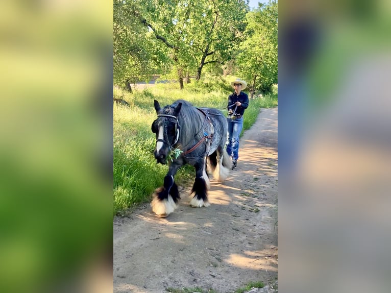 Tinker Wallach 16 Jahre 142 cm Roan-Blue in Penryn