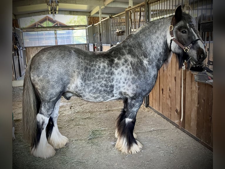 Tinker Wallach 16 Jahre 142 cm Roan-Blue in Penryn