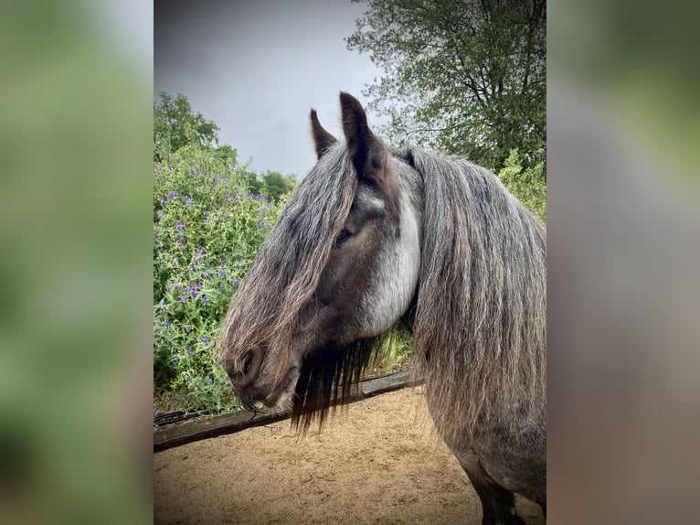 Tinker Wallach 16 Jahre 142 cm Roan-Blue in Penryn