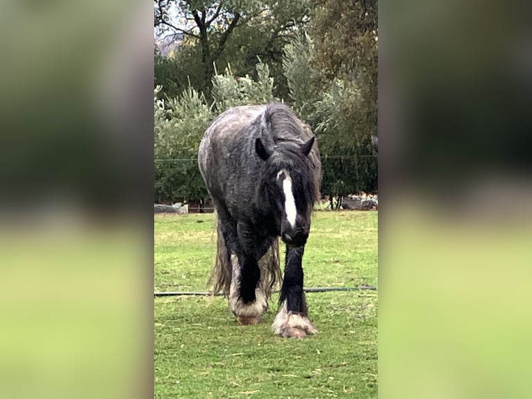 Tinker Wallach 16 Jahre 142 cm Roan-Blue in Penryn