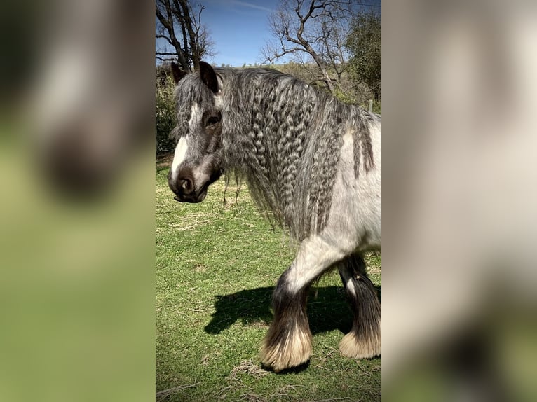Tinker Wallach 16 Jahre 142 cm Roan-Blue in Penryn