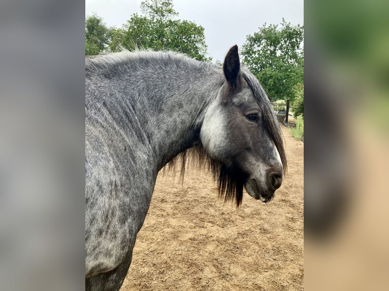 Tinker Wallach 16 Jahre 142 cm Roan-Blue in Penryn