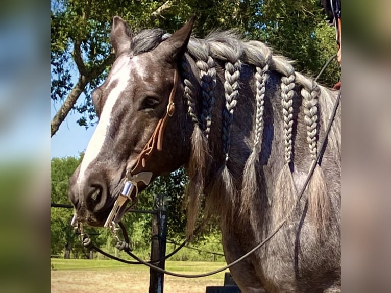Tinker Wallach 16 Jahre 142 cm Roan-Blue in Penryn
