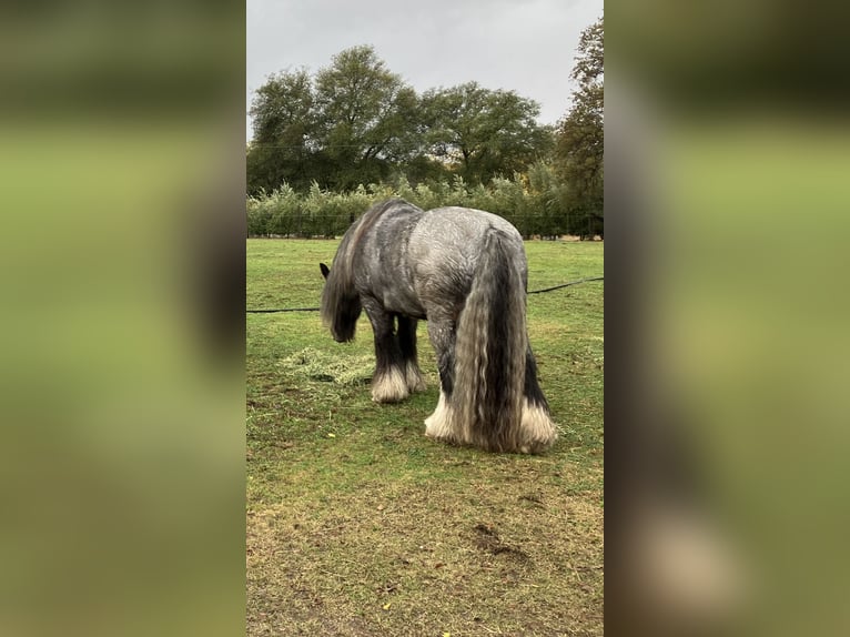 Tinker Wallach 16 Jahre 142 cm Roan-Blue in Penryn