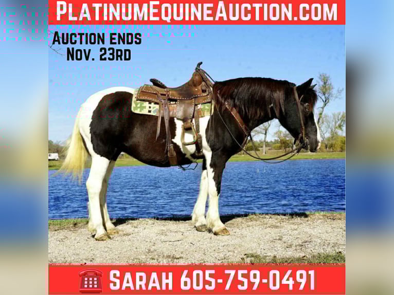 Tinker Wallach 16 Jahre 142 cm Tobiano-alle-Farben in brandon sd