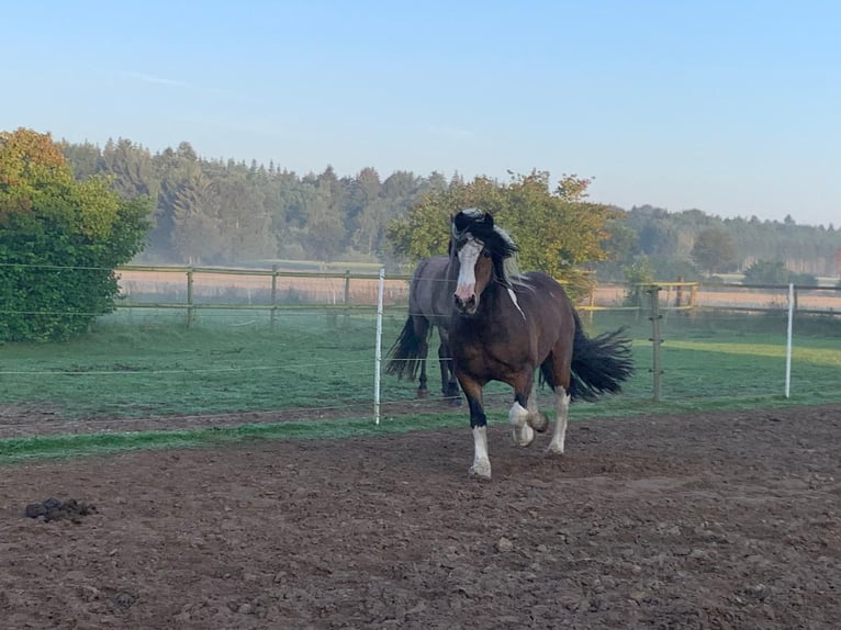 Tinker Wallach 17 Jahre 140 cm Schecke in Syke Tinker Wallach 17 Jahre 140 cm Schecke in Syke
