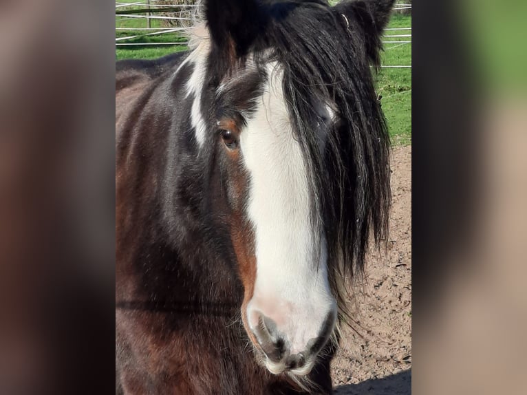 Tinker Wallach 17 Jahre 140 cm Schecke in Syke Tinker Wallach 17 Jahre 140 cm Schecke in Syke