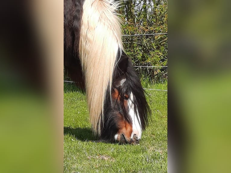 Tinker Wallach 17 Jahre 140 cm Schecke in Syke Tinker Wallach 17 Jahre 140 cm Schecke in Syke