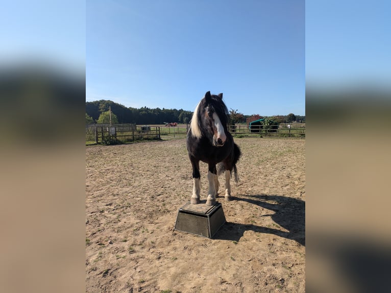 Tinker Wallach 17 Jahre 140 cm Schecke in Syke Tinker Wallach 17 Jahre 140 cm Schecke in Syke