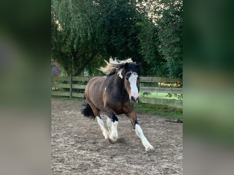 Tinker Wallach 17 Jahre 140 cm Schecke in Syke Tinker Wallach 17 Jahre 140 cm Schecke in Syke