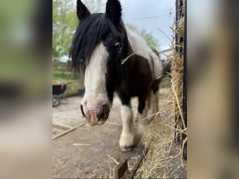 Tinker Wallach 17 Jahre 148 cm Schecke in Groß-Umstadt