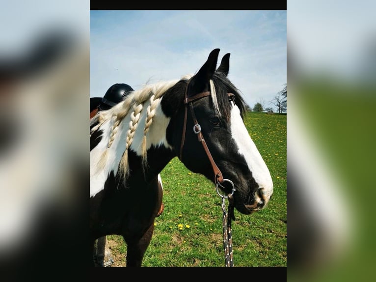 Tinker Mix Wallach 17 Jahre 158 cm Schecke in Großerlach