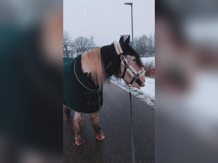 Tinker Wallach 17 Jahre 160 cm  in Ilshofen