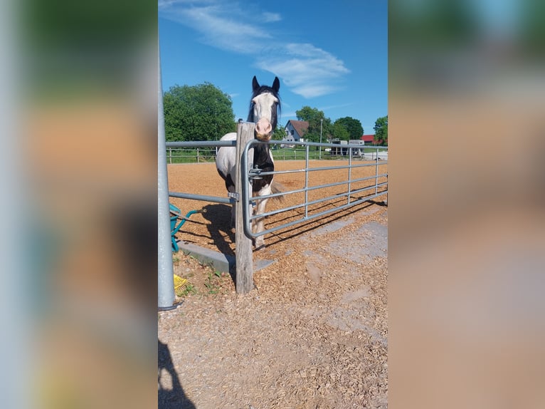 Tinker Wallach 17 Jahre 160 cm  in Ilshofen