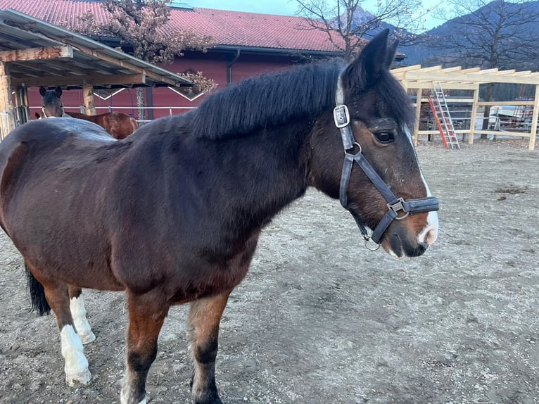Tinker Mix Wallach 19 Jahre 139 cm Dunkelbrauner in Reutte