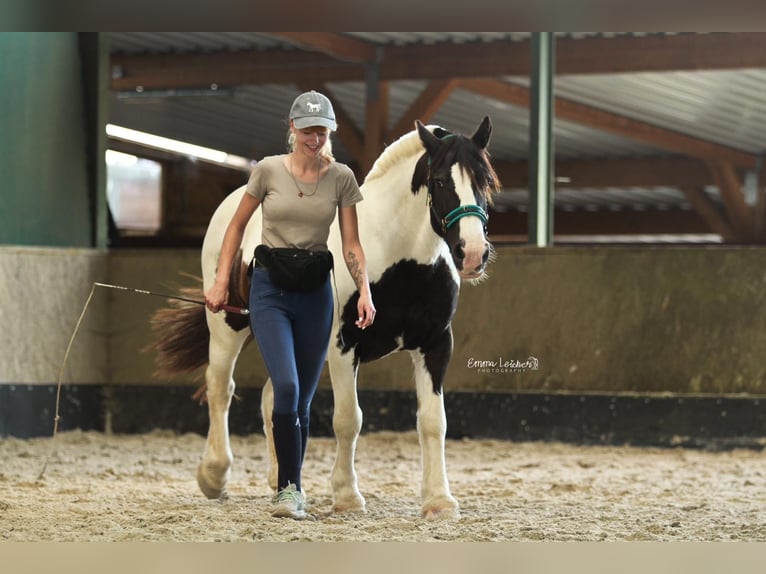 Tinker Wallach 19 Jahre 148 cm Schecke in Pracht