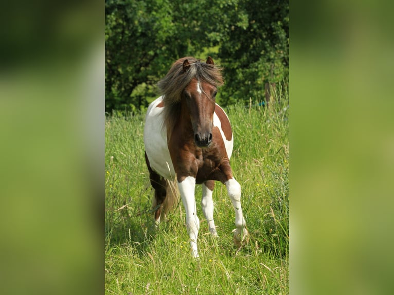 Tinker Wallach 19 Jahre 148 cm Schecke in Pracht