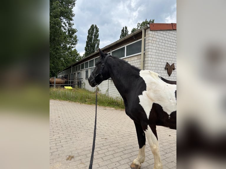 Tinker Mix Wallach 19 Jahre 150 cm Schecke in HannoverHankover
