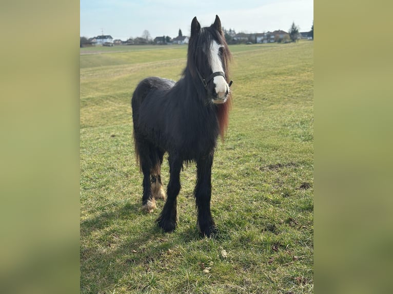 Tinker Wallach 2 Jahre 130 cm Rappe in Bad M&#xFC;nstereifel