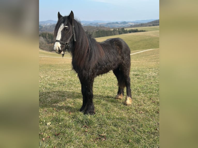 Tinker Wallach 2 Jahre 130 cm Rappe in Bad M&#xFC;nstereifel
