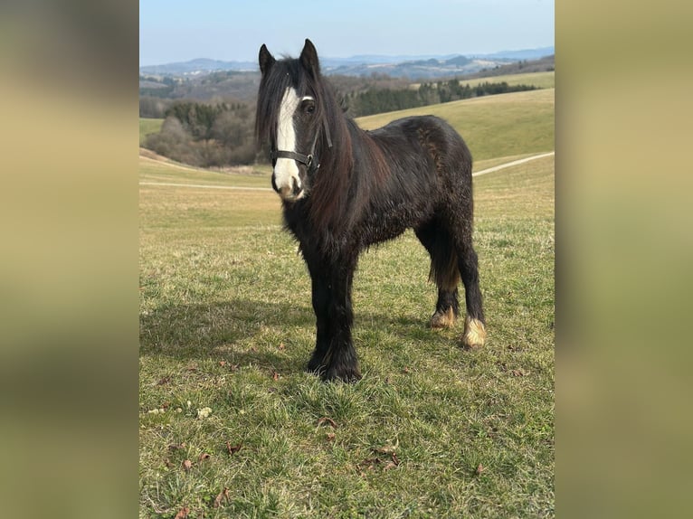 Tinker Wallach 2 Jahre 130 cm Rappe in Bad M&#xFC;nstereifel