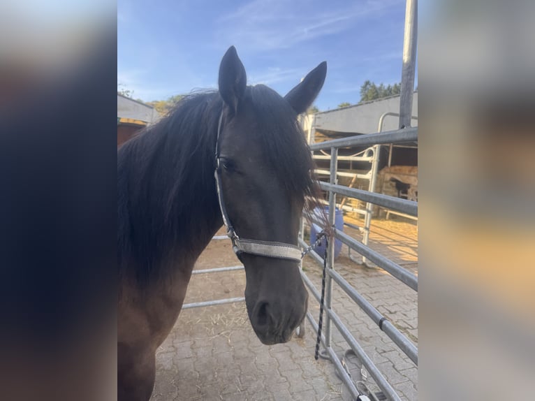 Tinker Mix Wallach 2 Jahre 140 cm Rappe in Winnweiler
