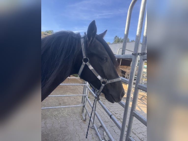 Tinker Mix Wallach 2 Jahre 140 cm Rappe in Winnweiler