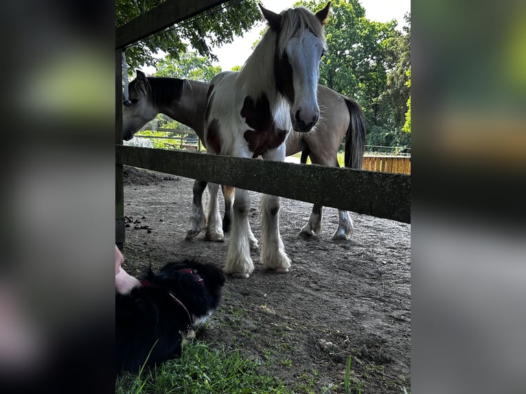 Tinker Wallach 2 Jahre 150 cm Schecke in Sankt Margarethen
