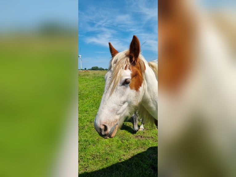 Tinker Wallach 2 Jahre 150 cm Schecke in Sankt Margarethen