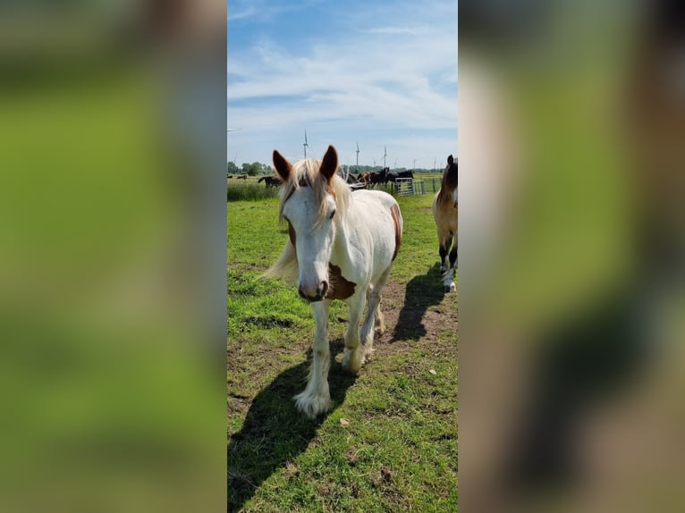 Tinker Wallach 2 Jahre 150 cm Schecke in Sankt Margarethen