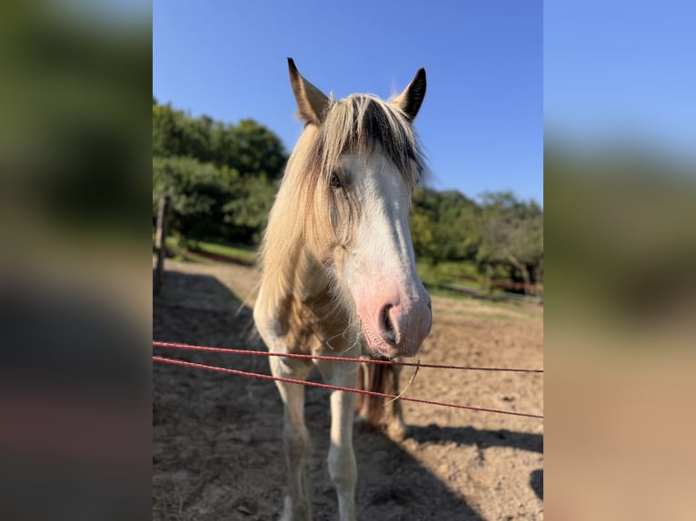 Tinker Wallach 2 Jahre 150 cm Schecke in Sopot