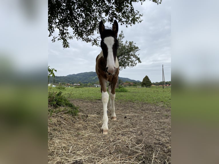 Tinker Mix Wallach 2 Jahre 150 cm Schecke in ThannhausenThannhausen