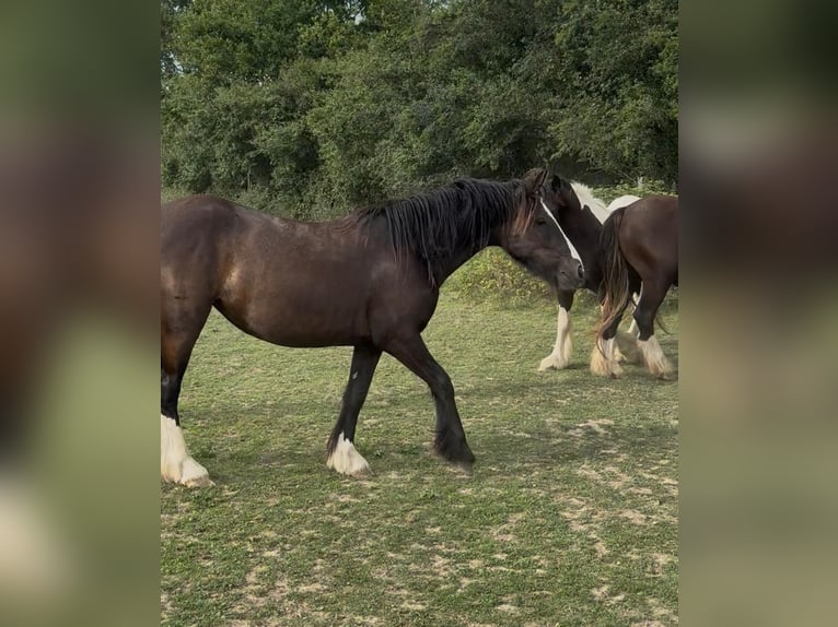 Tinker Wallach 2 Jahre 150 cm Schecke in Daleiden