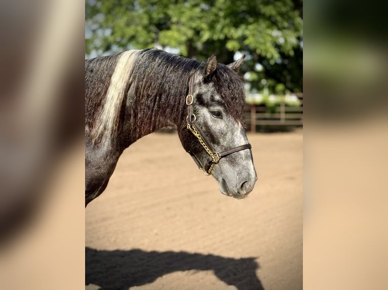 Tinker Mix Wallach 2 Jahre 152 cm Schecke in De Leon, TX