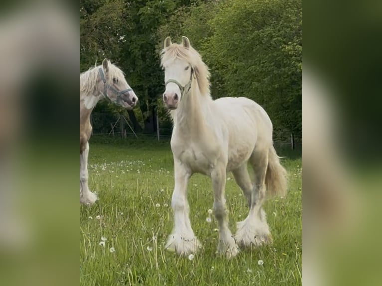 Tinker Wallach 2 Jahre Palomino in Ulsnis