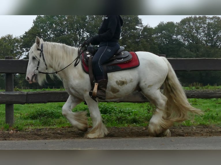 Tinker Wallach 3 Jahre 129 cm Champagne in Lathen