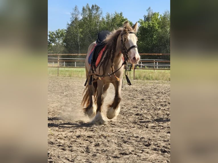 Tinker Wallach 3 Jahre 130 cm Pearl in Stryk&#xF3;w