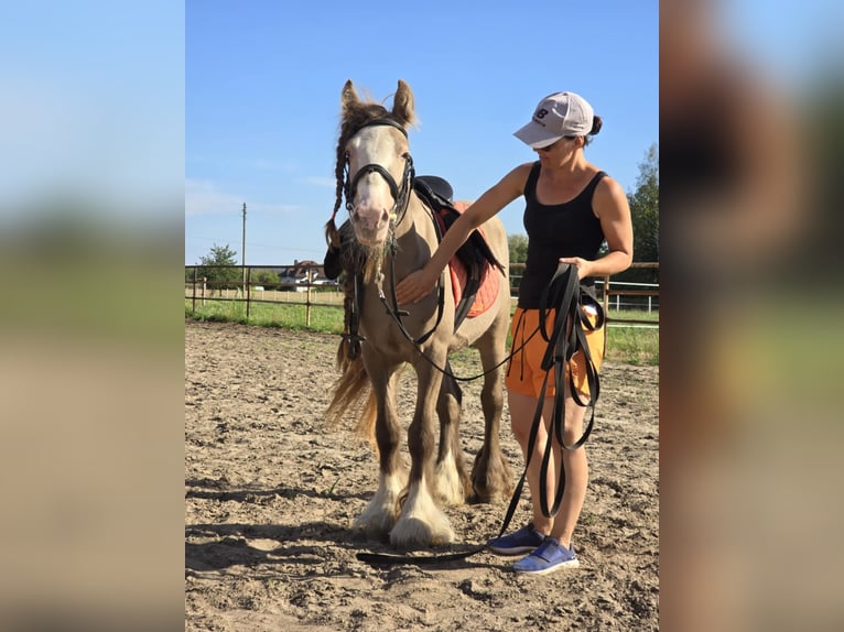 Tinker Wallach 3 Jahre 130 cm Pearl in Stryk&#xF3;w