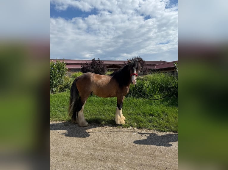 Tinker Wallach 3 Jahre 130 cm Tobiano-alle-Farben in Achstetten