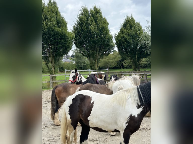 Tinker Wallach 3 Jahre 130 cm Tobiano-alle-Farben in Achstetten